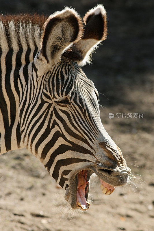 Grévy's Zebra (Equus grevyi)打哈欠